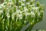 Queen Anne's Lace / Wild Carrot