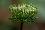 Queen Anne's Lace / Wild Carrot