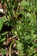 Queen Anne's Lace / Wild Carrot