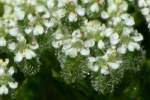 Queen Anne's Lace / Wild Carrot