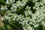 Queen Anne's Lace / Wild Carrot