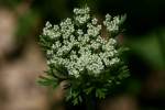 Queen Anne's Lace / Wild Carrot
