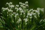 Queen Anne's Lace / Wild Carrot