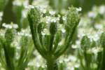 Queen Anne's Lace / Wild Carrot