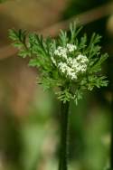 Queen Anne's Lace / Wild Carrot