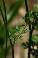 Queen Anne's Lace / Wild Carrot