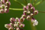 Field Hedge Parsley