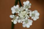 Field Hedge Parsley