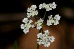 Field Hedge Parsley