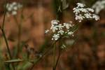 Field Hedge Parsley