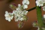 Field Hedge Parsley