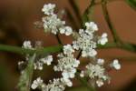 Field Hedge Parsley