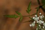 Field Hedge Parsley