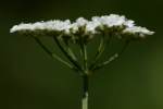 Field Hedge Parsley