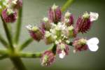 Field Hedge Parsley