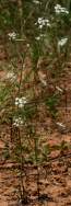 Field Hedge Parsley