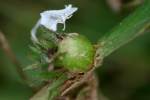 Virginia Buttonweed