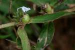 Virginia Buttonweed