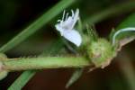 Virginia Buttonweed