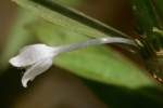 Virginia Buttonweed