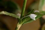 Virginia Buttonweed