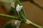 Virginia Buttonweed