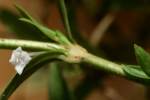 Virginia Buttonweed