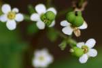 Flowering Spurge