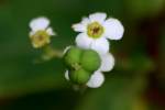 Flowering Spurge