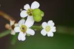 Flowering Spurge