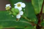 Flowering Spurge