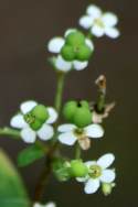 Flowering Spurge