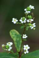 Flowering Spurge