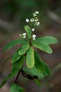 Flowering Spurge