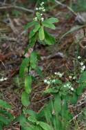 Flowering Spurge