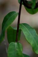 Flowering Spurge