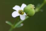 Flowering Spurge