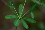 Flowering Spurge