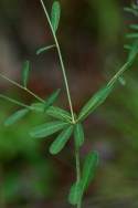 Flowering Spurge