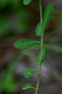 Flowering Spurge