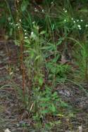 Flowering Spurge