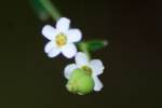 Flowering Spurge