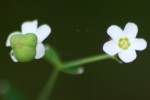 Flowering Spurge