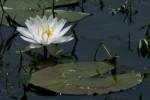 Water Lily