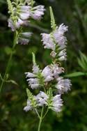 Obedient Plant / False Dragonhead