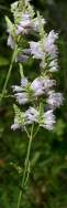 Obedient Plant / False Dragonhead