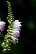 Obedient Plant / False Dragonhead