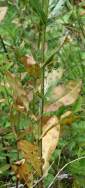 Obedient Plant / False Dragonhead