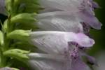 Obedient Plant / False Dragonhead