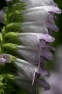 Obedient Plant / False Dragonhead